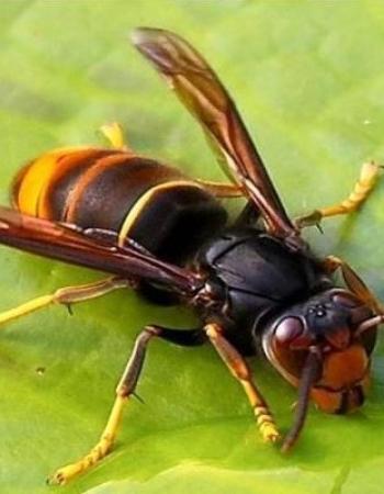 Frelon asiatique sur feuille verte