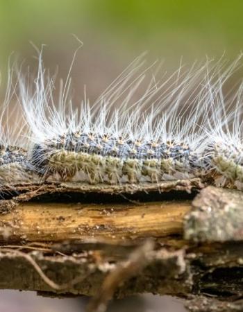 Chenille processionnaire du chêne