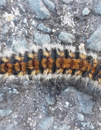 Chenille processionnaire du pin