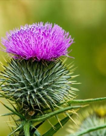 Fleur de chardon